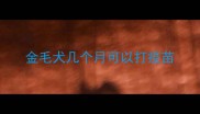 金毛犬几个月可以打疫苗