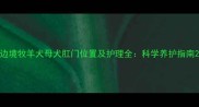边境牧羊犬母犬肛门位置及护理全科学养护指南
