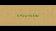 纯种哈士奇吃狗粮