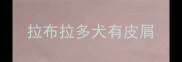 拉布拉多犬有皮屑
