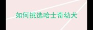 如何挑选哈士奇幼犬