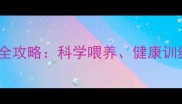 卡斯罗四个月养护全攻略科学喂养健康训练与常见问题解决