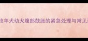 边境牧羊犬幼犬腹部鼓胀的紧急处理与常见诱因