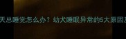 拉布拉多40天总睡觉怎么办幼犬睡眠异常的5大原因及应对措施