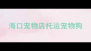 海口宠物店托运宠物狗