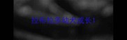 拉布拉多幼犬成长