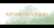 如何训练小的拉布拉多