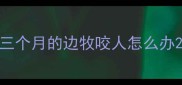三个月的边牧咬人怎么办