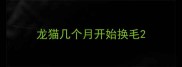 龙猫几个月开始换毛