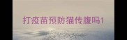 打疫苗预防猫传腹吗