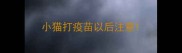 小猫打疫苗以后注意
