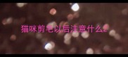 猫咪剪毛以后注意什么