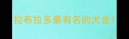 拉布拉多最有名的犬舍