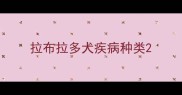 拉布拉多犬疾病种类
