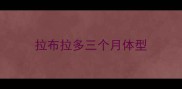 拉布拉多三个月体型