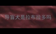 导盲犬是拉布拉多吗