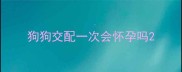 狗狗交配一次会怀孕吗
