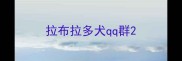 拉布拉多犬qq群