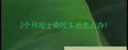2个月哈士奇咬东西怎么办