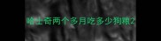 哈士奇两个多月吃多少狗粮