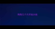 狗狗几个月开始训练