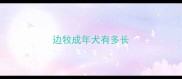 边牧成年犬有多长