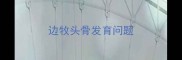 边牧头骨发育问题