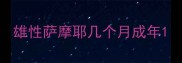 雄性萨摩耶几个月成年