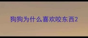 狗狗为什么喜欢咬东西