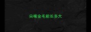 尖嘴金毛能长多大