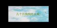 几个月狗狗吃水果