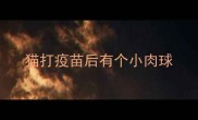 猫打疫苗后有个小肉球