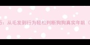泰迪犬看年龄技巧从毛发到行为轻松判断狗狗真实年龄附延缓衰老指南