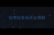 拉布拉多幼犬会得藓