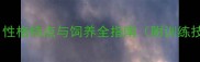 黑色拉布拉多犬性格特点与饲养全指南附训练技巧与健康建议