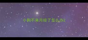 小狗不来月经了怎么办