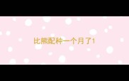 比熊配种一个月了