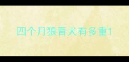 四个月狼青犬有多重