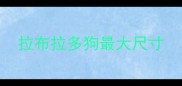 拉布拉多狗最大尺寸