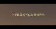 中华田园犬可以当宠物养吗