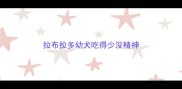 拉布拉多幼犬吃得少没精神