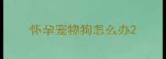 怀孕宠物狗怎么办