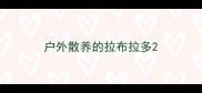 户外散养的拉布拉多