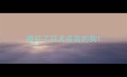 摸打了狂犬疫苗的狗