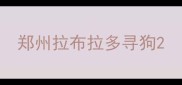 郑州拉布拉多寻狗