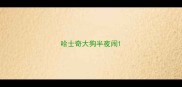 哈士奇大狗半夜闹