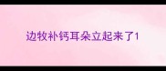 边牧补钙耳朵立起来了