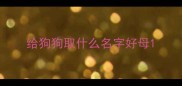 给狗狗取什么名字好母