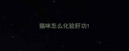 猫咪怎么化验肝功