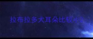 拉布拉多犬耳朵比较小